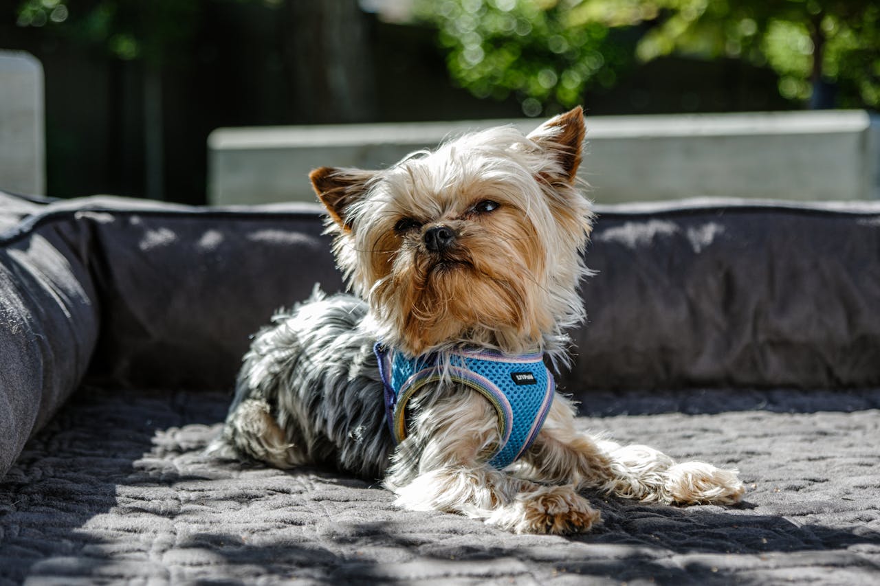 Cute Yorkshire Terrier resting in a sunny outdoor setting, showcasing a relaxed and happy pet lifestyle